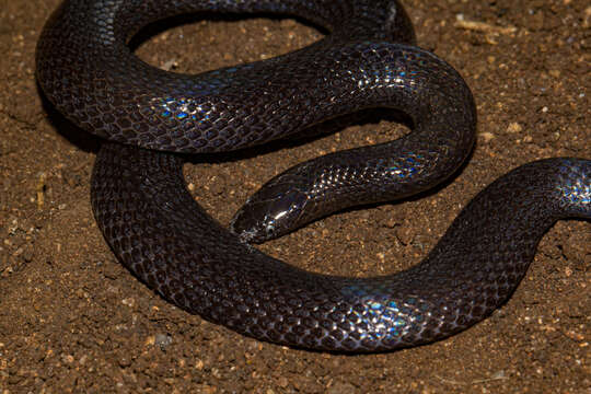 Image of Lycophidion nanum (Broadley 1958)