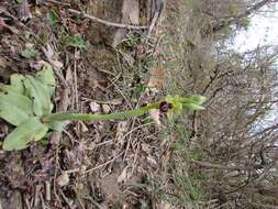 Image of Early spider orchid