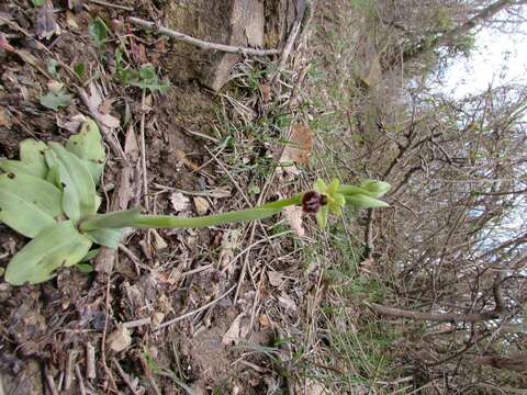 Image of Early spider orchid