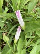 Image of Hedge False Bindweed