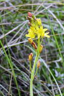 Image of Eriospermum mackenii subsp. mackenii