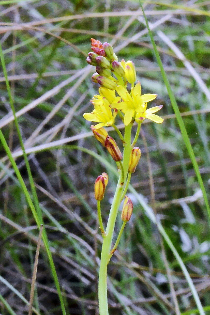 Слика од Eriospermum mackenii subsp. mackenii