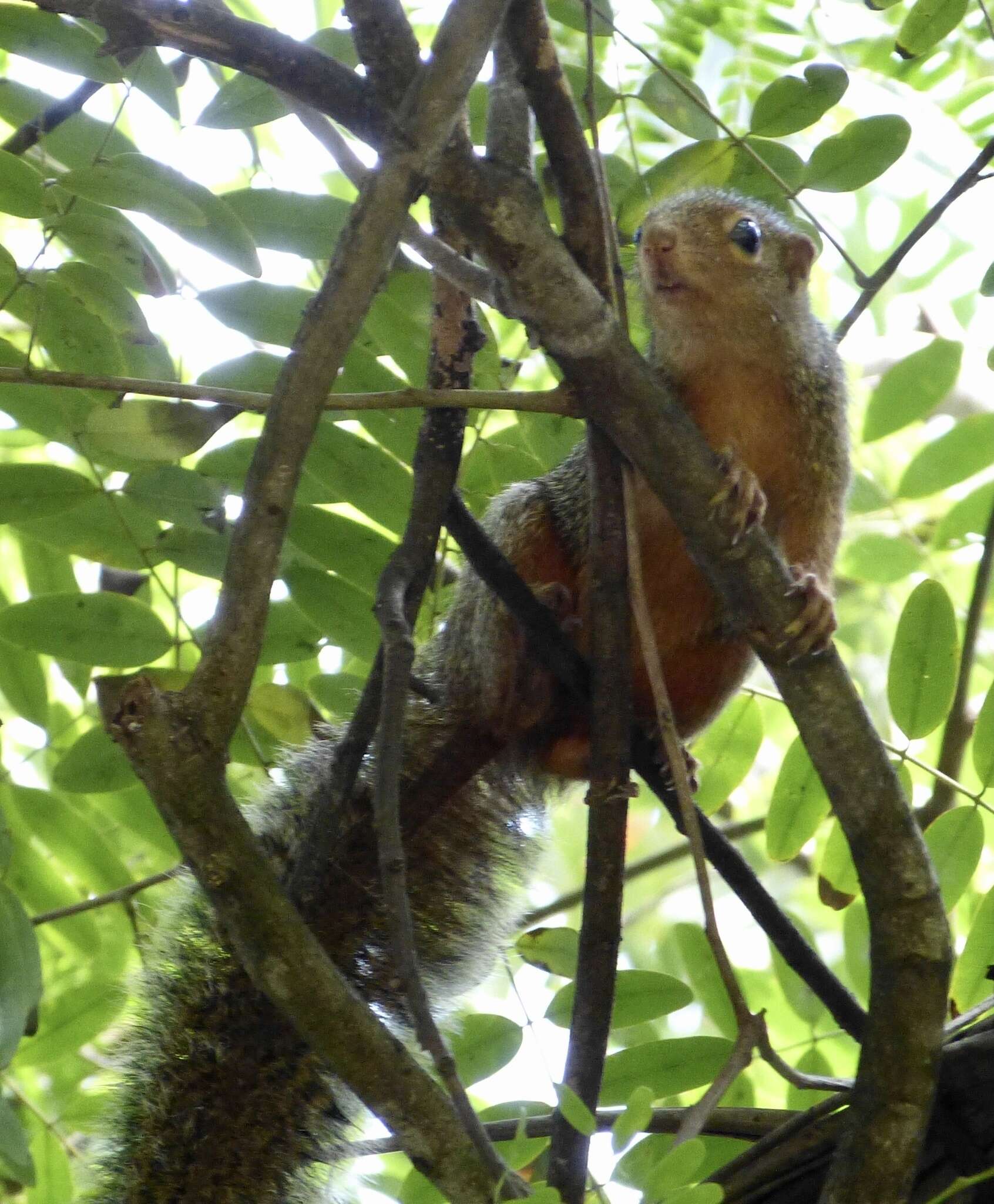 Image of Zanj Sun Squirrel