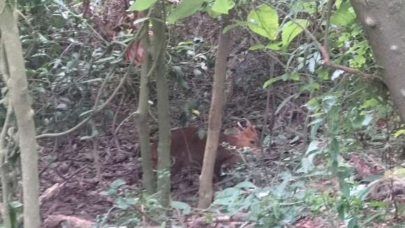 Image of Reeves' Muntjac