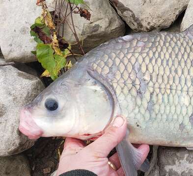 Image of Smallmouth Buffalo