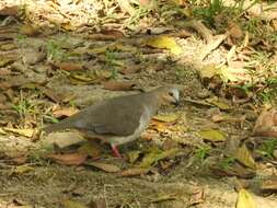 Image of Gray Fronted Dove