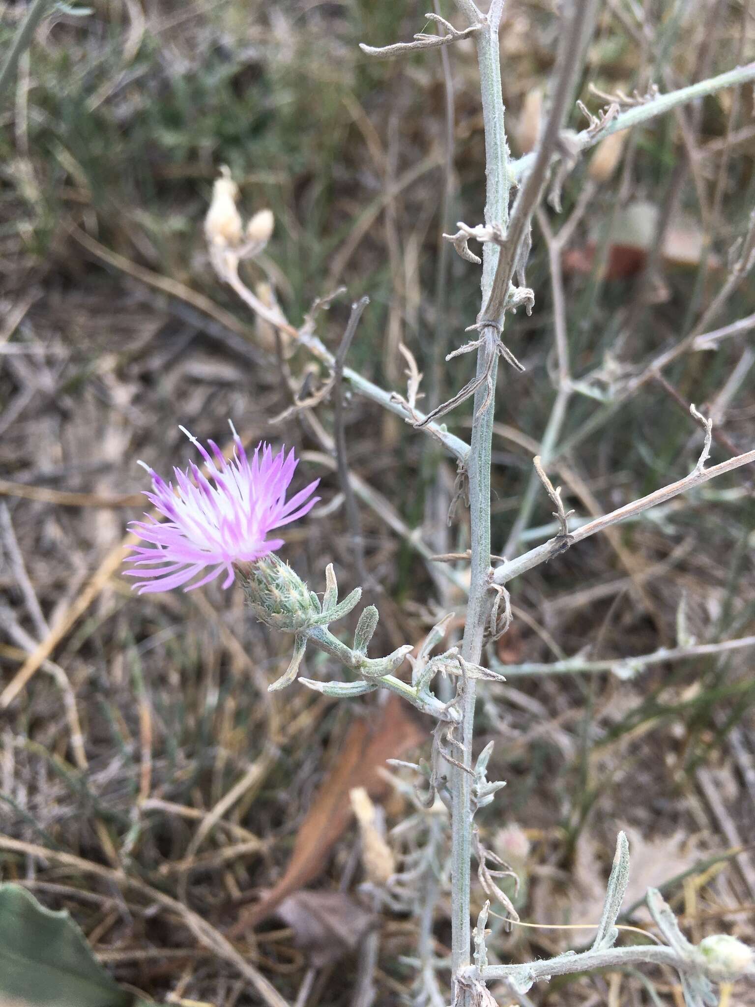 Image of Centaurea odessana Prodan