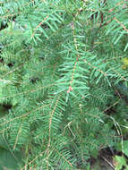 Image of Carolina Hemlock