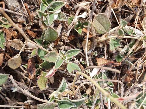 Image of Helianthemum cinereum subsp. rotundifolium (Dunal) Greuter & Burdet