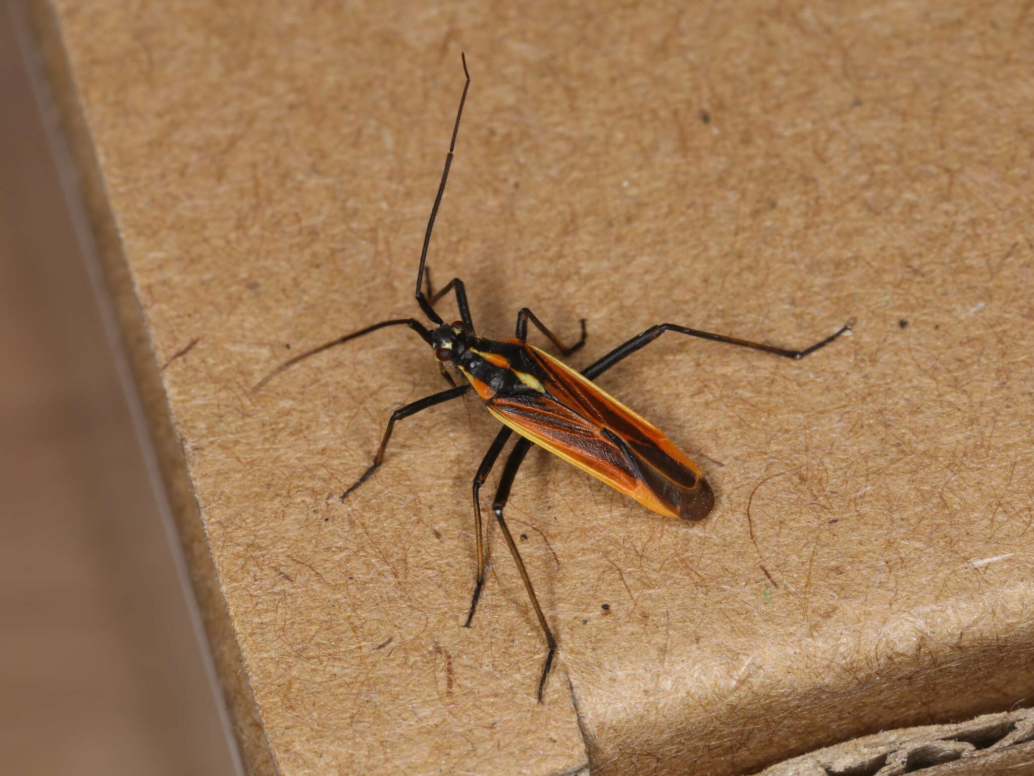 Image of Meadow Plant Bug