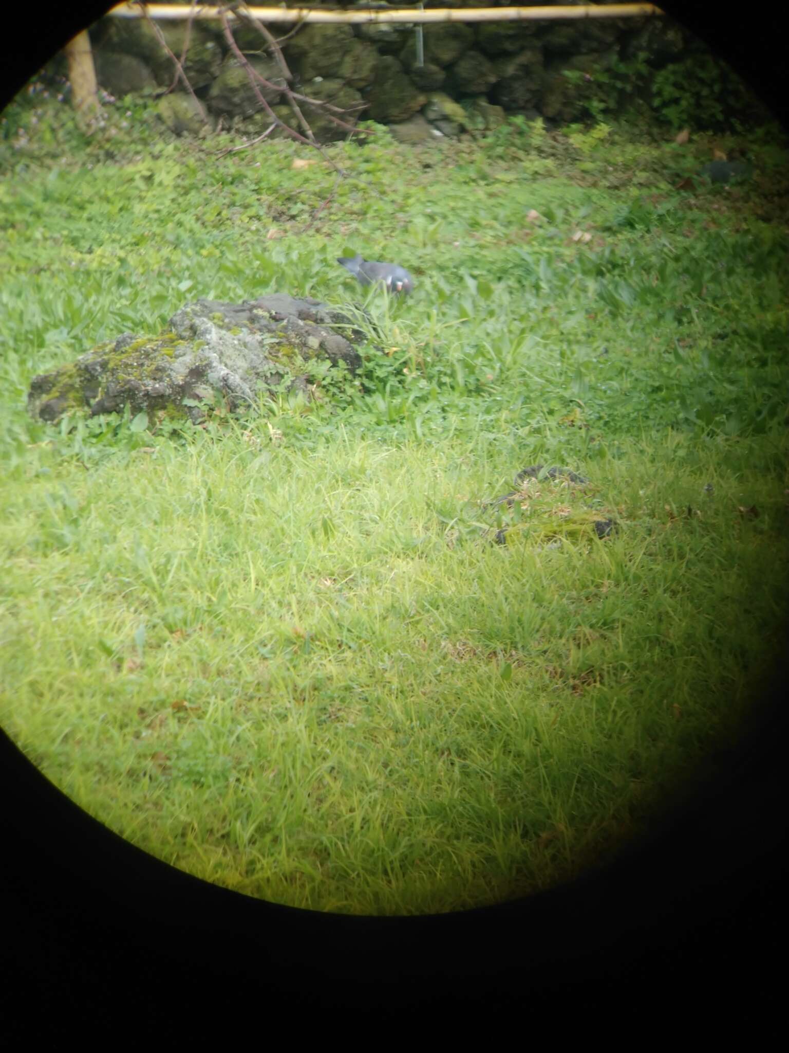 Columba palumbus azorica Hartert 1905的圖片