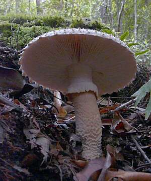 Image of Amanita pareparina G. S. Ridl. 1991