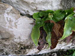 Image of Asplenium sagittatum (DC.) A. J. Bange