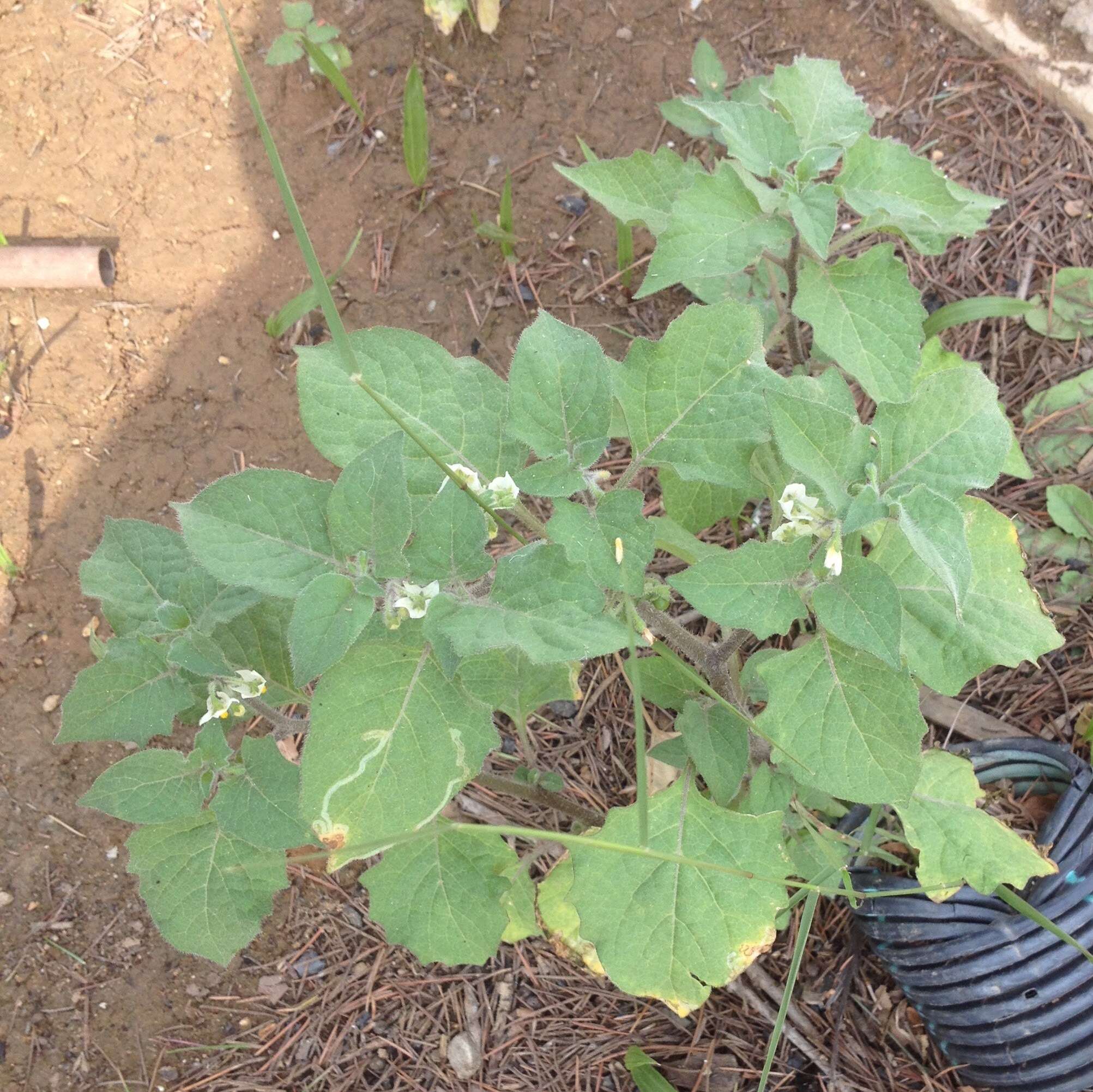 Image of hairy nightshade