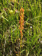 Image of California bog asphodel