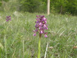 Image of Anacamptis morio subsp. picta (Loisel.) Jacquet & Scappat.