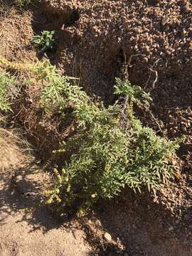 Image of weakleaf bur ragweed