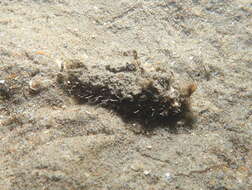 Image of Sea mouse