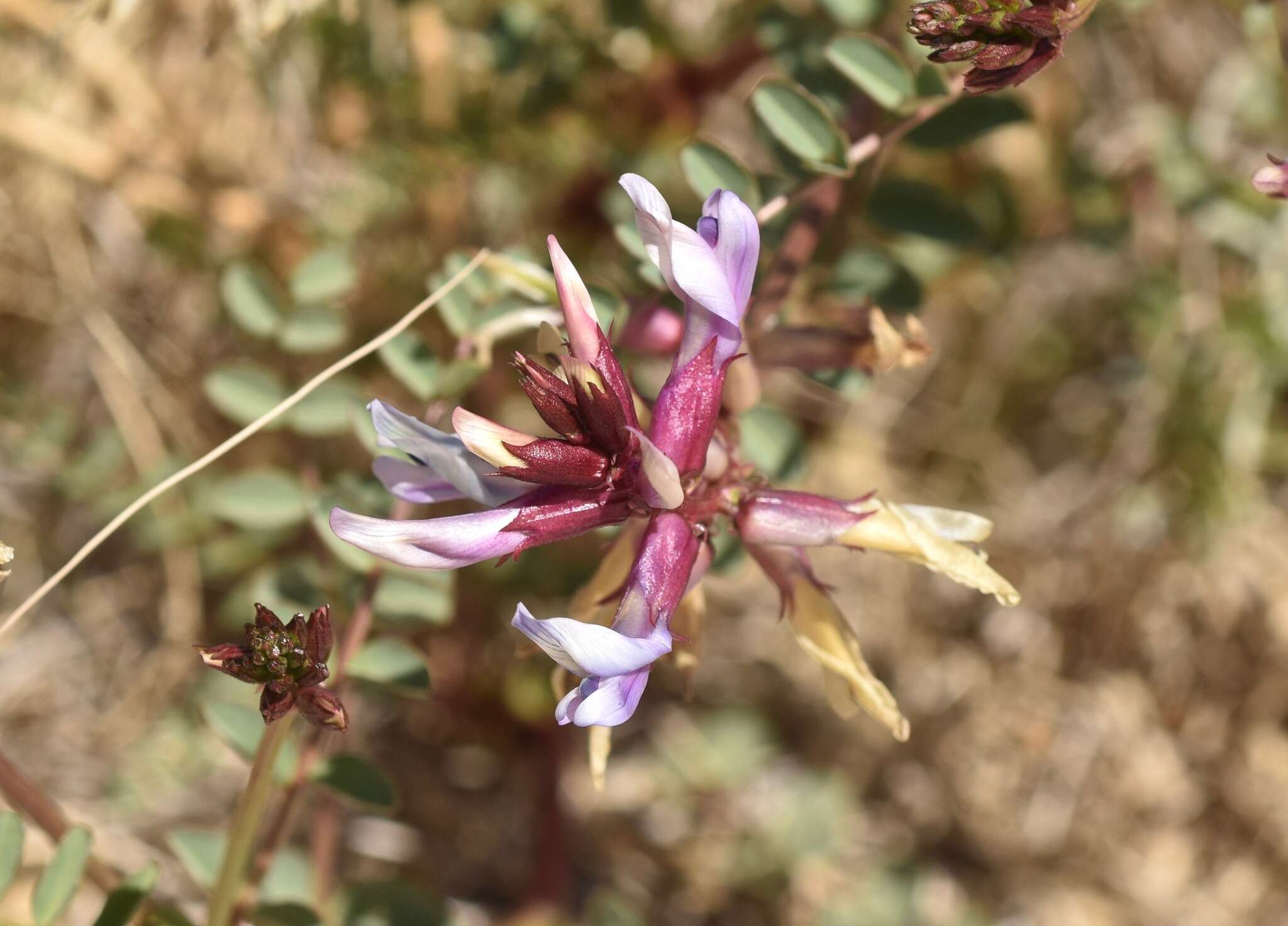 Sivun Astragalus preussii A. Gray kuva