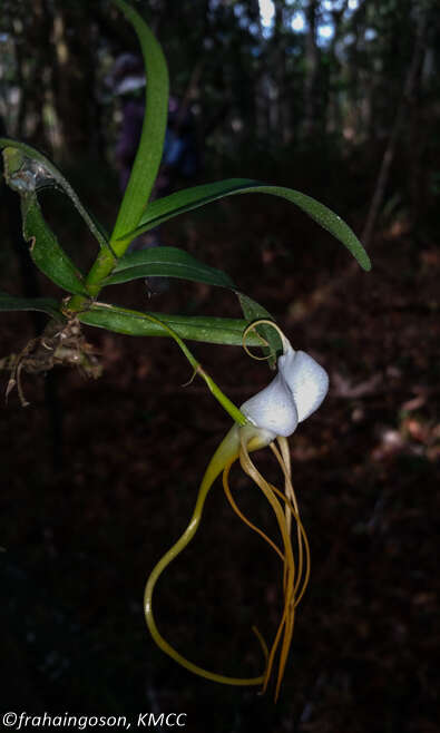 Imagem de Angraecum conchoglossum Schltr.