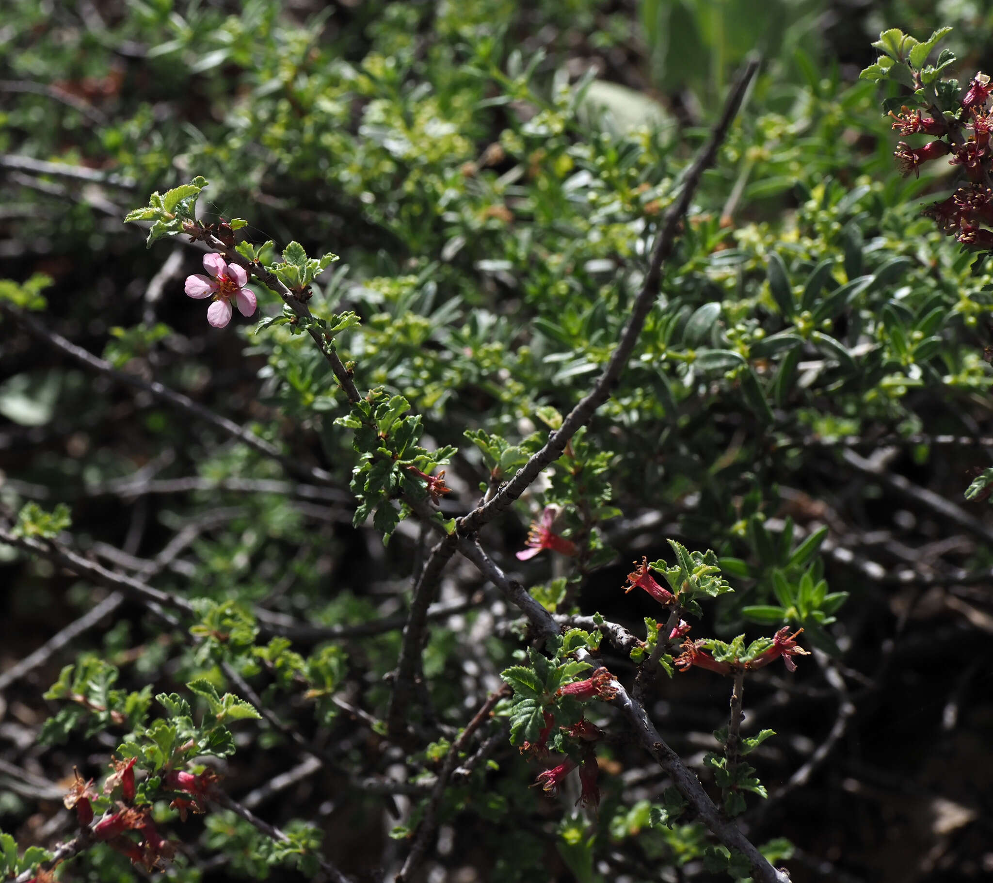 Image of Mountain cherry