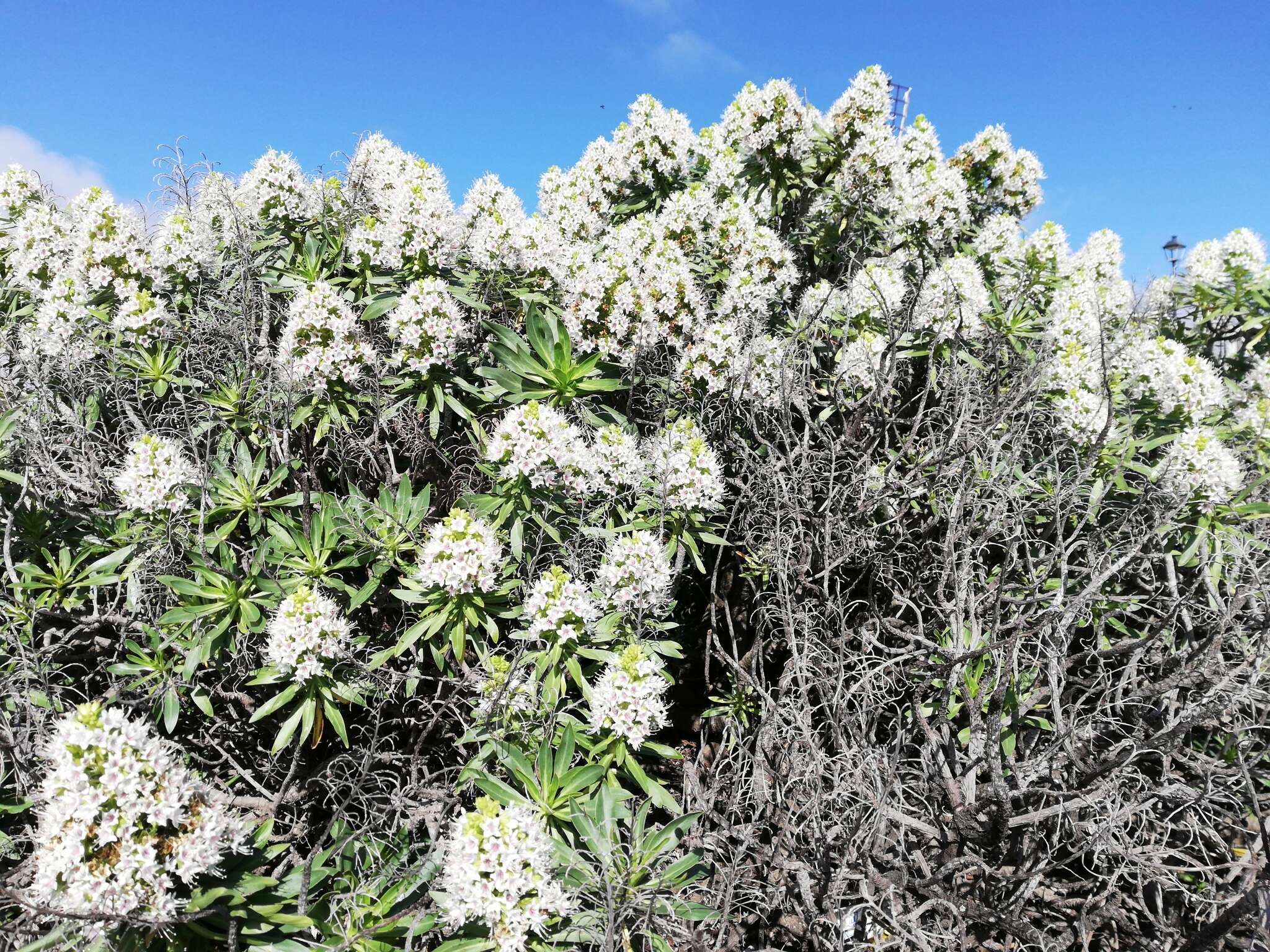 Image of Echium famarae Lems & Holzapfel