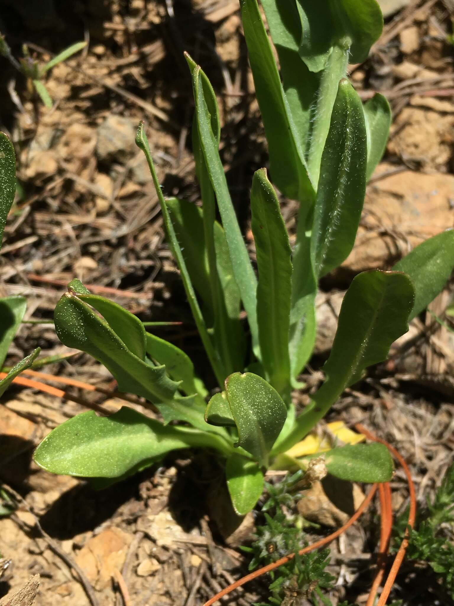 Image of Short-Pod Thelypody