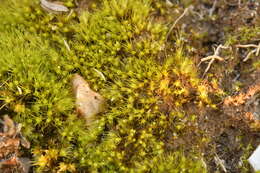 Image of acuminate pleuridium moss