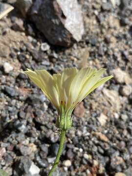 Слика од Calycoseris parryi A. Gray