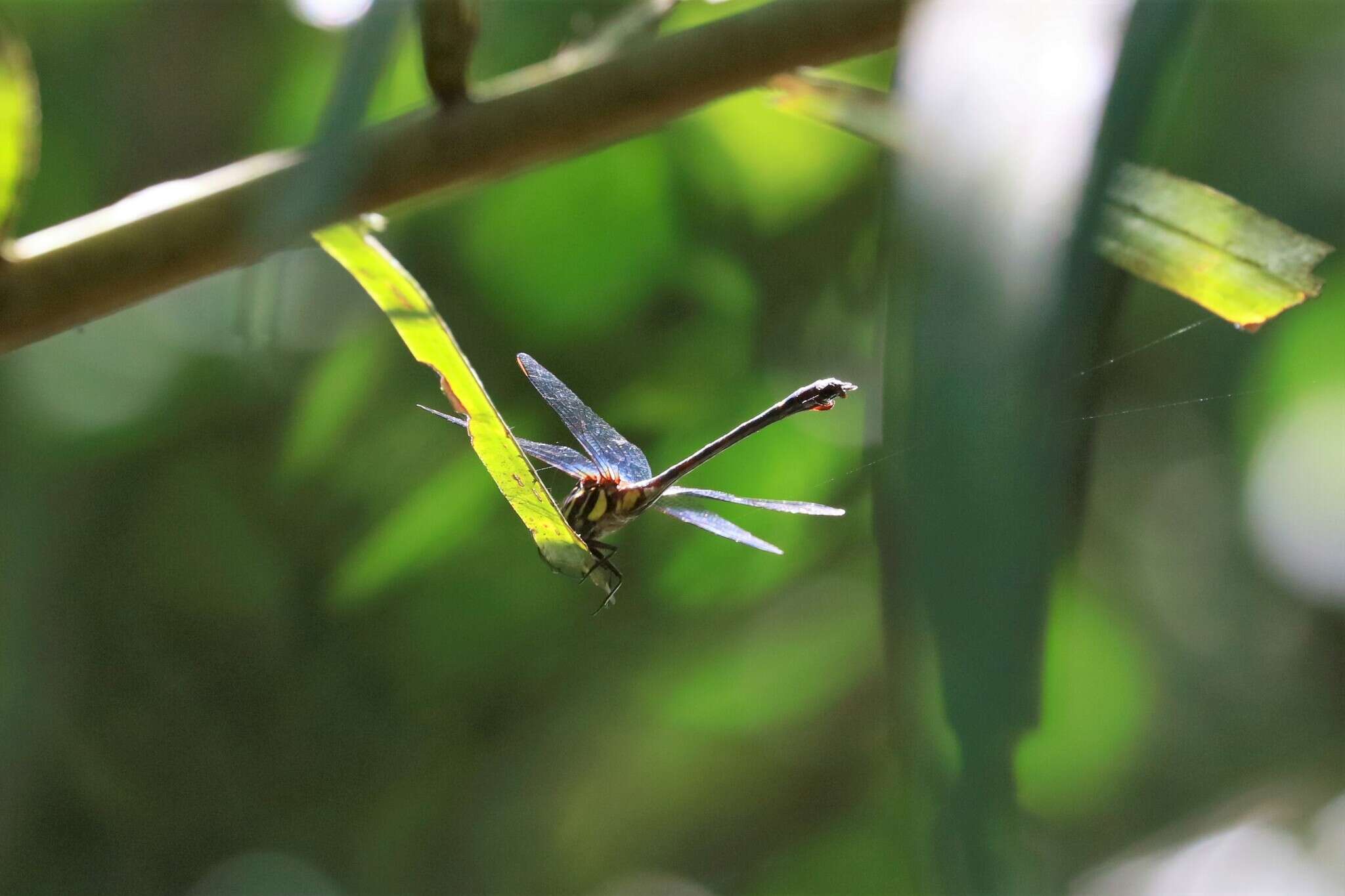 Imagem de Ictinogomphus acutus (Laidlaw 1914)