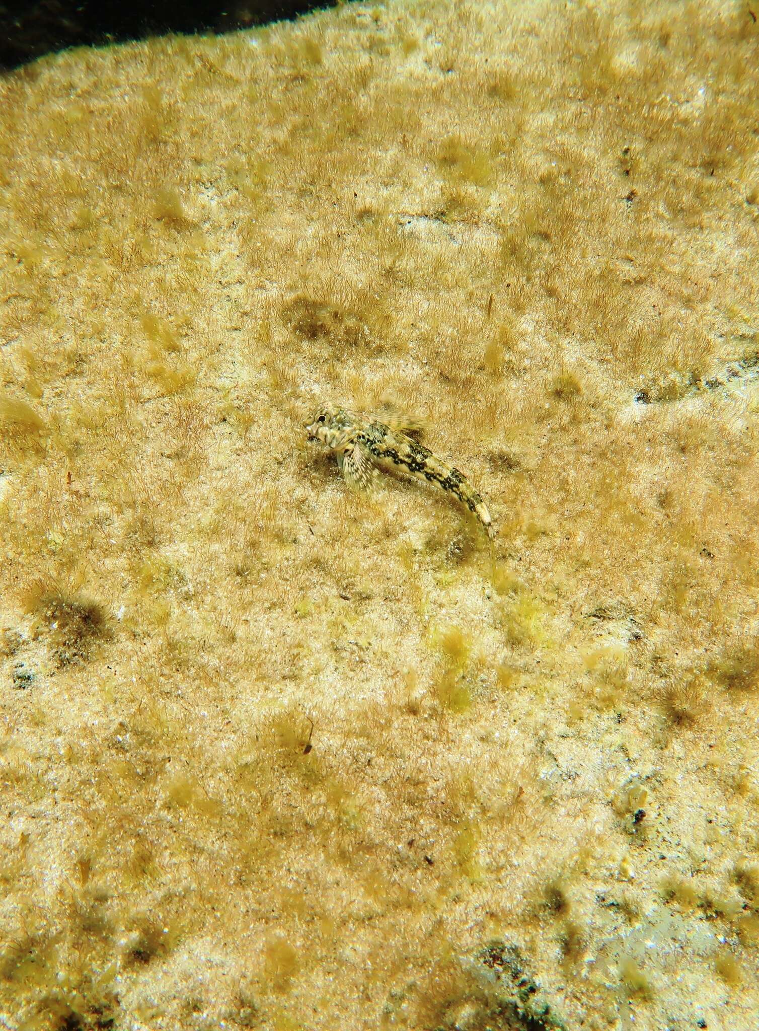 Image of Western Jumping Blenny