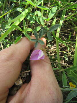 Image of Gray's milkpea