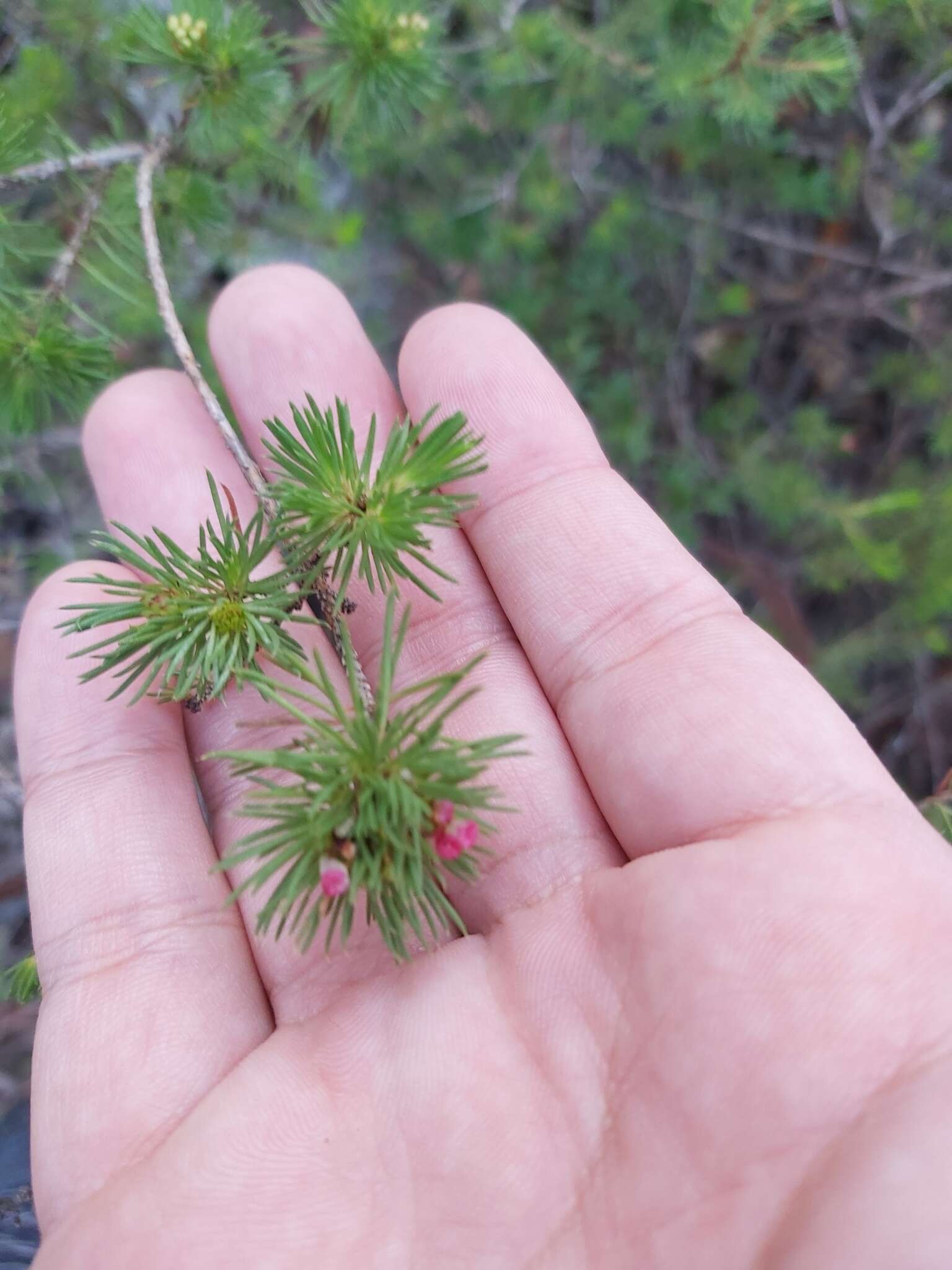 Image of Darwinia fascicularis Rudge