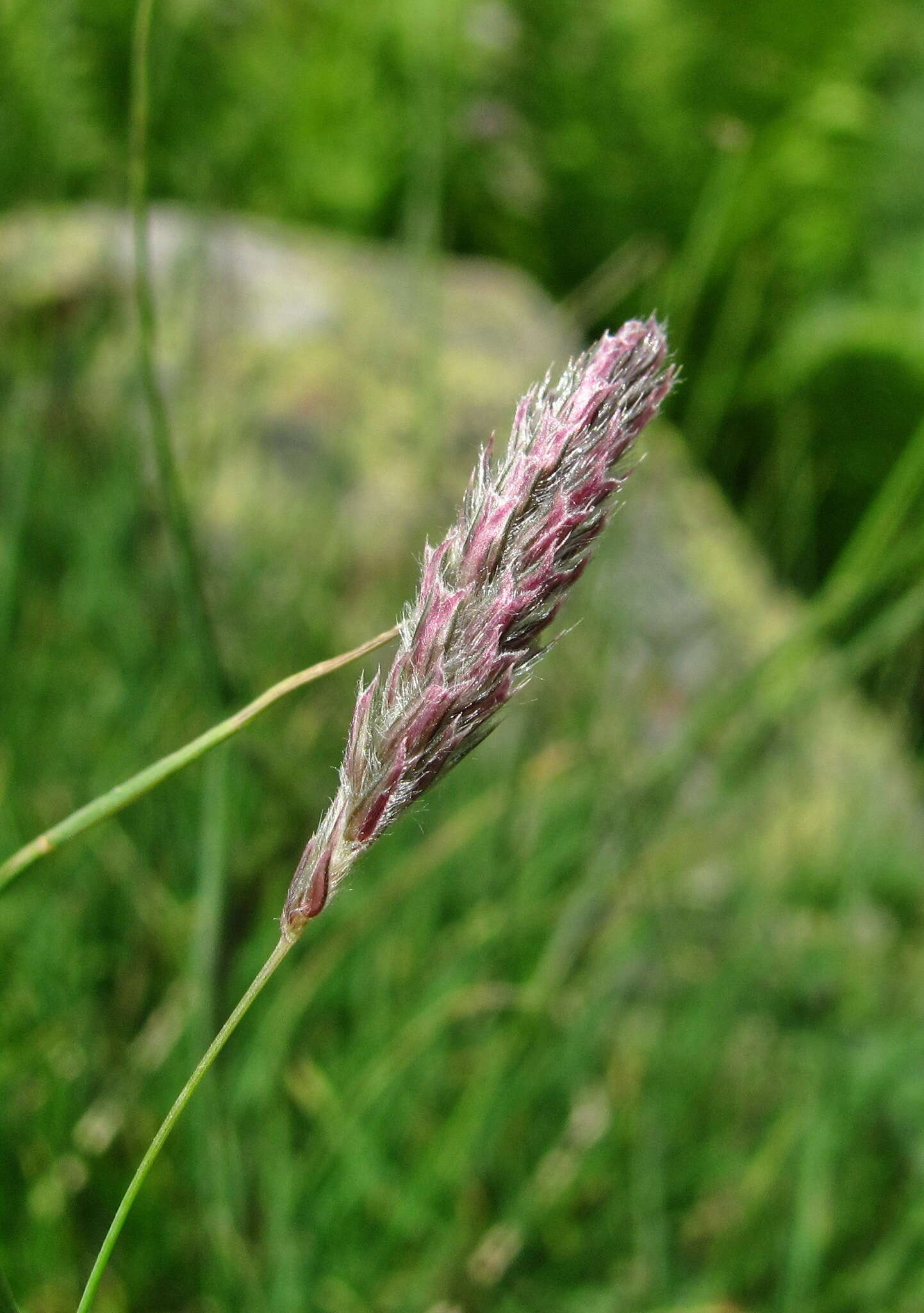 Image of Alopecurus ponticus K. Koch