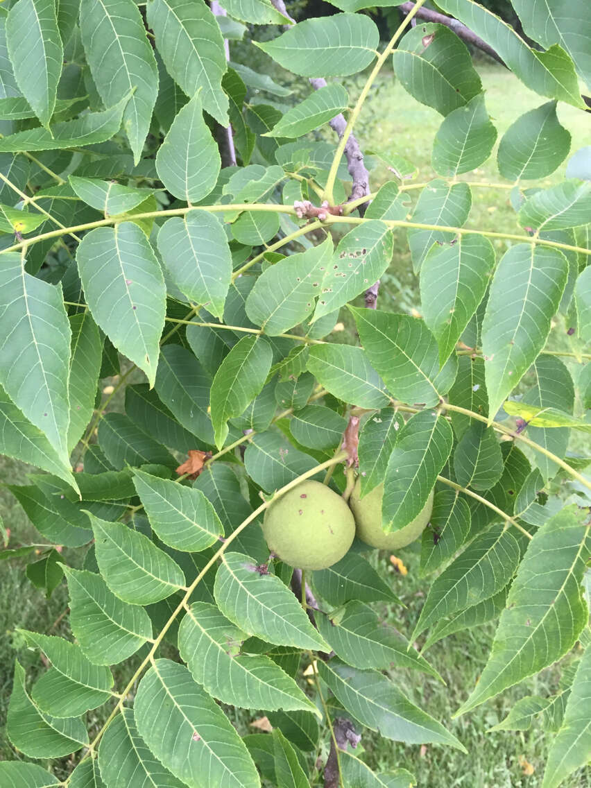 Image of black walnut