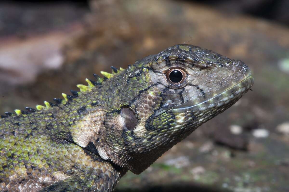 Image of Harlequin racerunner