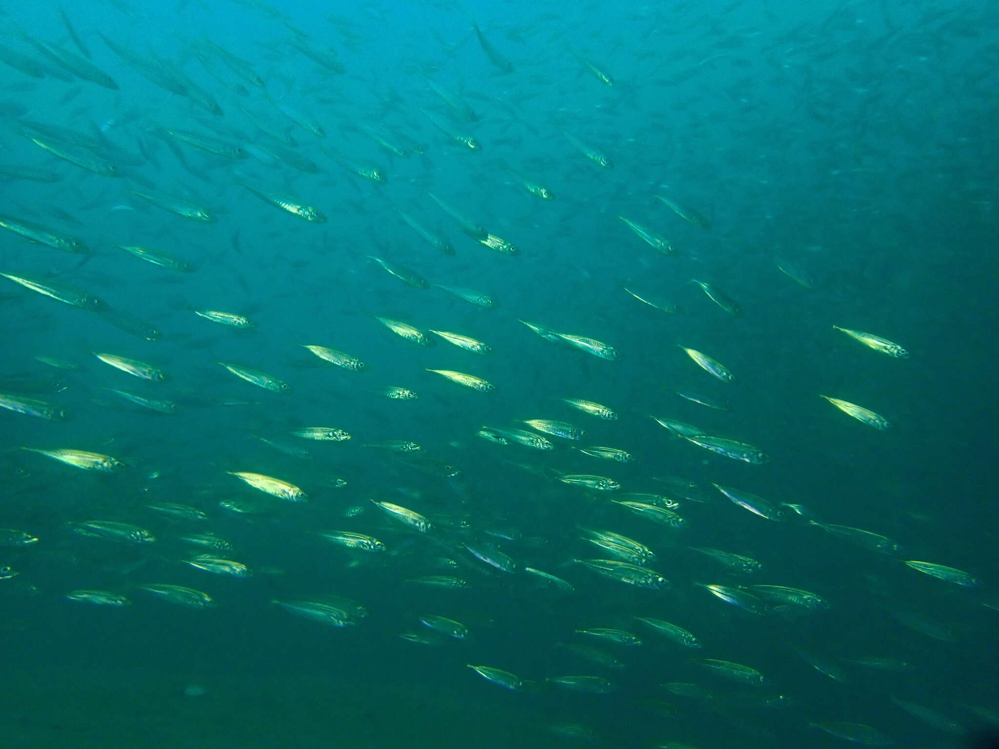 Image de Chinchard gros yeux du Pacific