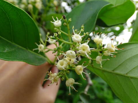 صورة Viburnum odoratissimum Ker-Gawl.