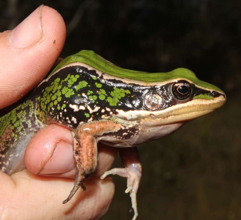 Image of Lemaire's white-lipped frog