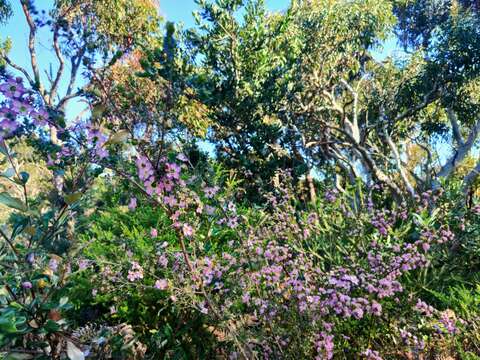 Sivun Leptospermum rotundifolium (Maiden & Betche) F. A. Rodway kuva