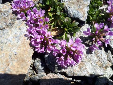 Imagem de Noccaea rotundifolia (L.) Moench