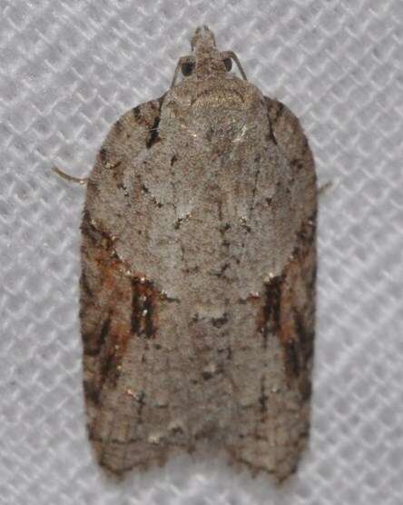 Image of Acleris ptychogrammos Zeller 1875