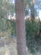 Image of beach sheoak