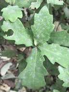 Image of Lacey oak