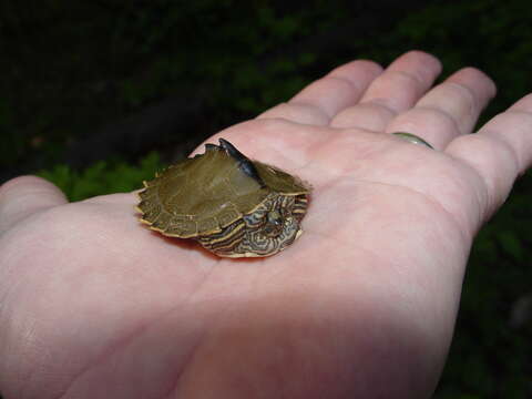 Image of Alabama Map Turtle