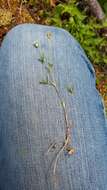 Image de Trifolium oliganthum Steud.