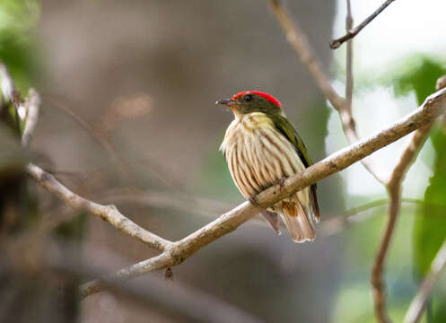 Image of Eastern Striped Manakin