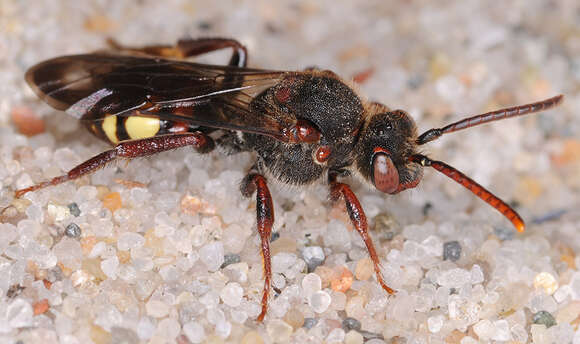 Image of Nomada leucophthalma (Kirby 1802)