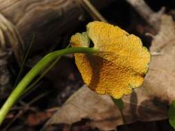 Image de Puccinia eatoniae Arthur 1904