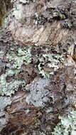 Image of Pseudocyphellaria haywardiorum D. J. Galloway